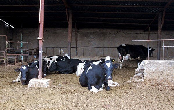 دامداری در قلب شهر/ وقتی سنت، سلامت شهروندان را به خطر می‌اندازد