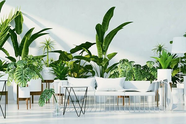 گل آپارتمانی عمده