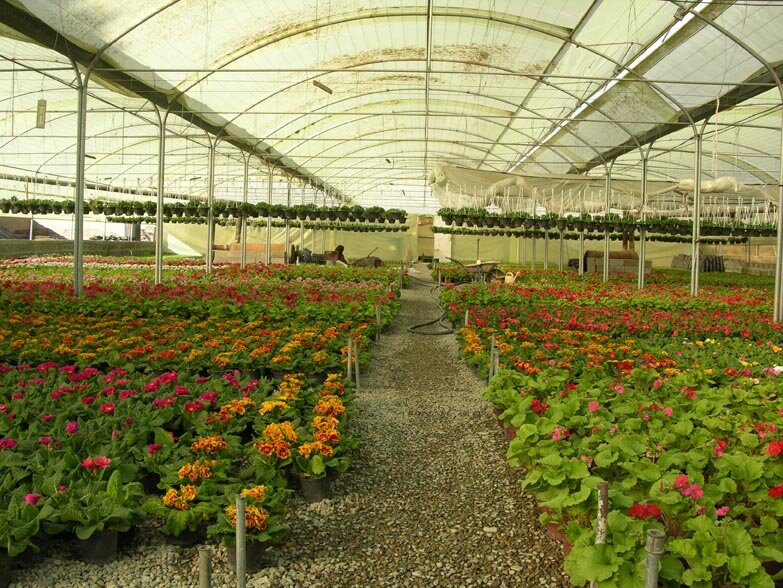 گلخانه گل در محلات