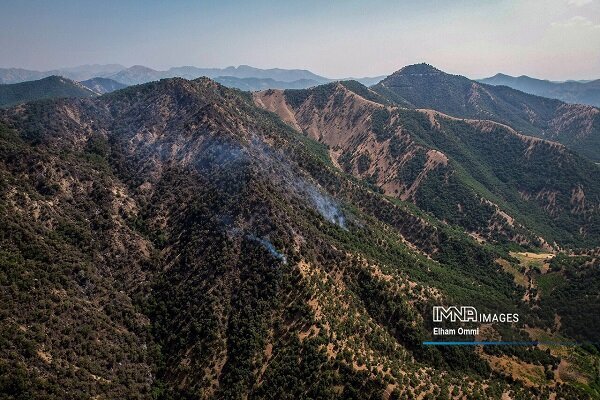 مبارزه با آفت لورانتوس در بیش از ۱۰۰۰ هکتار از جنگل‌های کردستان