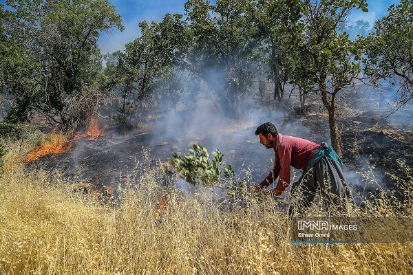 جنگلهای زاگرس و سخاوت هزاران ساله بلوطها