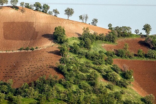 جنگلهای زاگرس و سخاوت هزاران ساله بلوطها