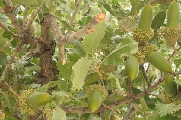 جنگلهای زاگرس و سخاوت هزاران ساله بلوطها