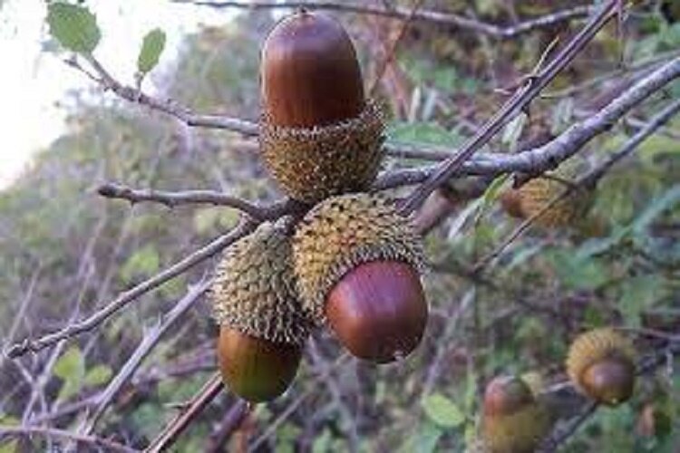 جنگلهای زاگرس و سخاوت هزاران ساله بلوطها