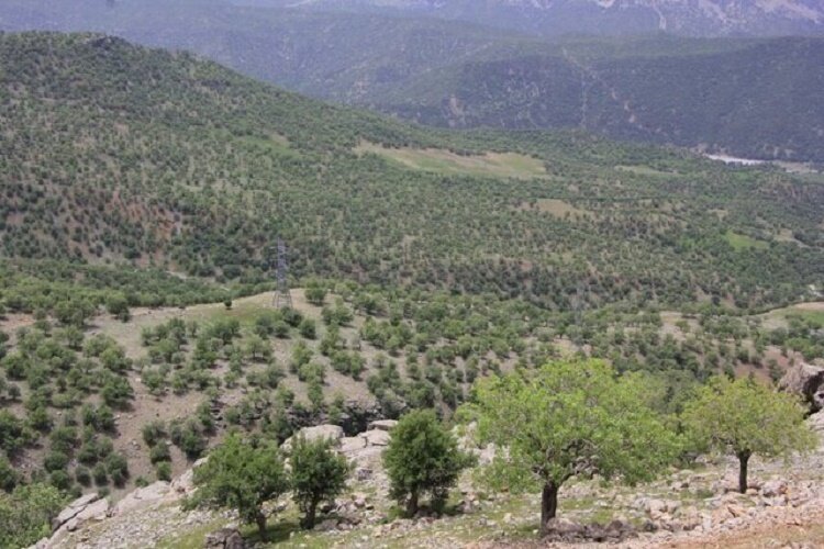 جنگلهای زاگرس و سخاوت هزاران ساله بلوطها