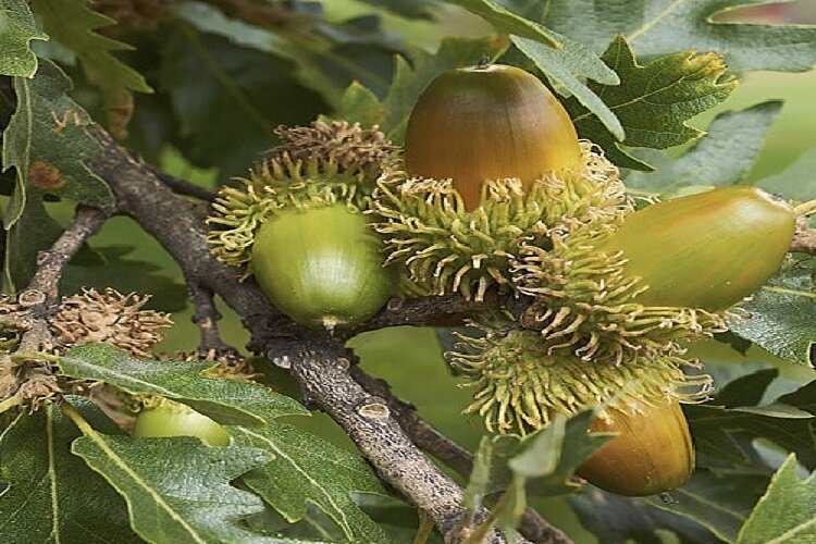 جنگلهای زاگرس و سخاوت هزاران ساله بلوطها