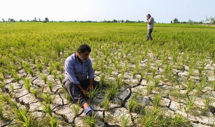 صنایع تبدیلی، ناجی اقتصاد روستایی/ وقتی کشاورزی سنتی دیگر پاسخگو نیست
