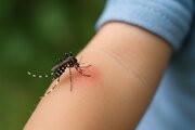 همه چیز درباره تب دنگی؛ تشخیص اولیه تا درمان فوری