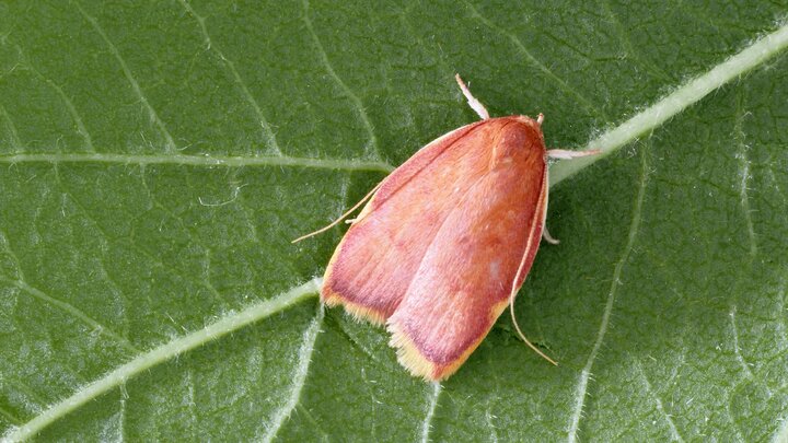 شب‌پره‌ای رنگارنگ که دانشمندان را قرن‌ها فریب داد