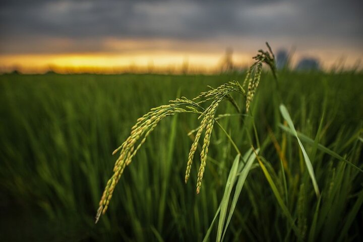 اصلاح سیاست‌های واردات و حمایت از کشاورزان؛ دو بال نجات بازار برنج