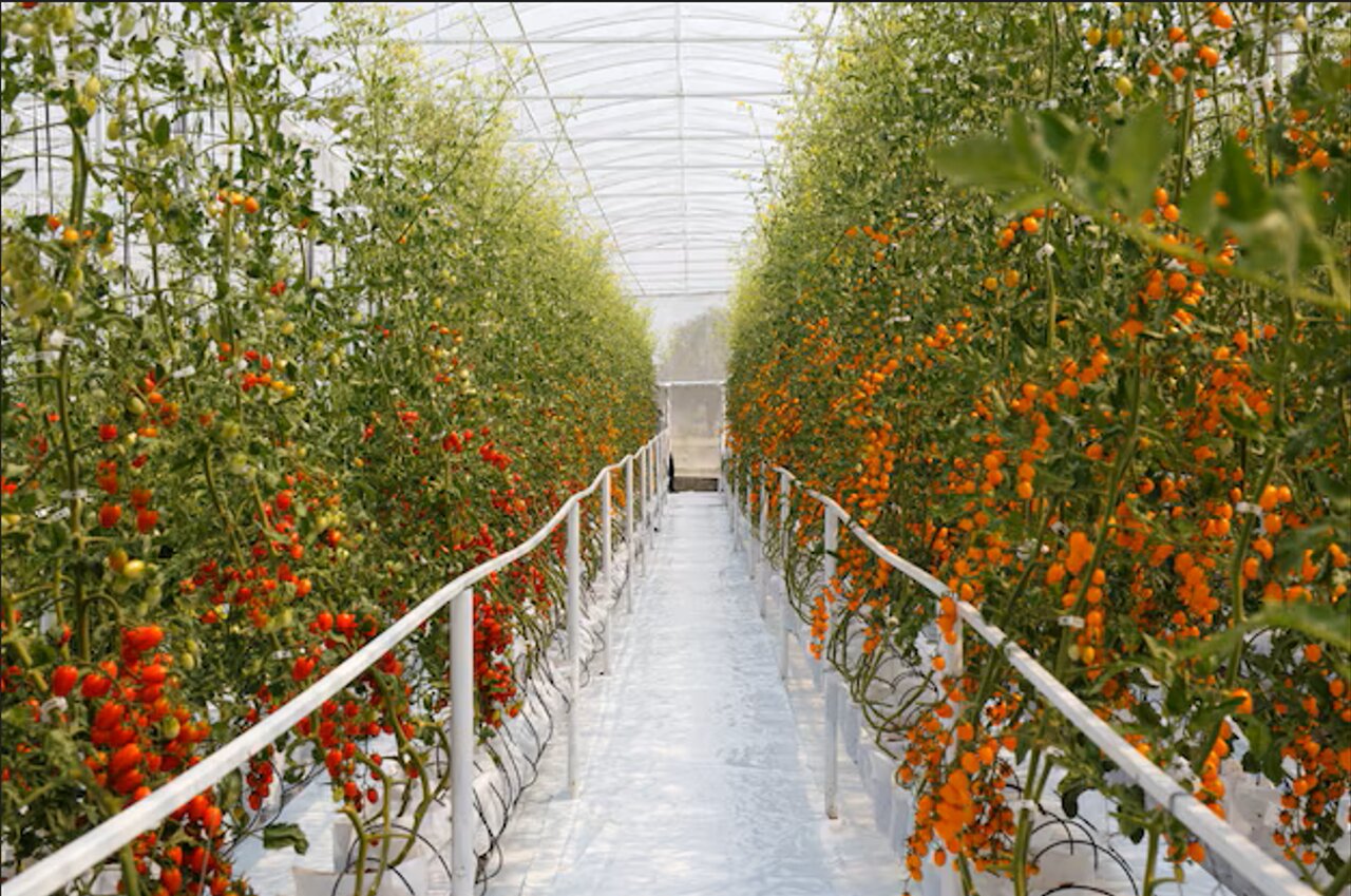 نانوحباب برای کشاورزی