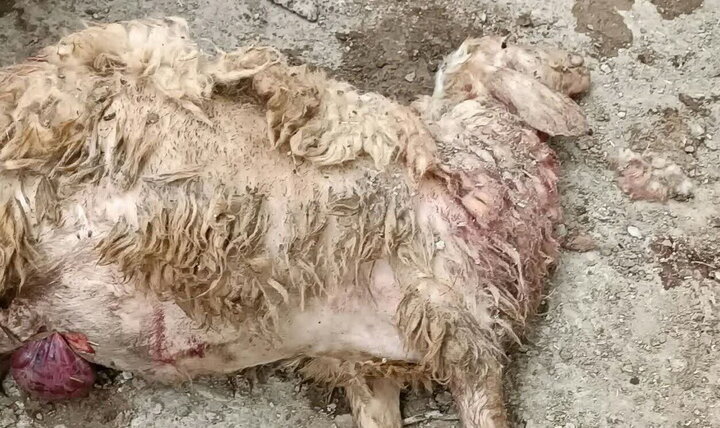 ماجرای حمله خرس به گوسفندان در رودان هرمزگان چه بود؟