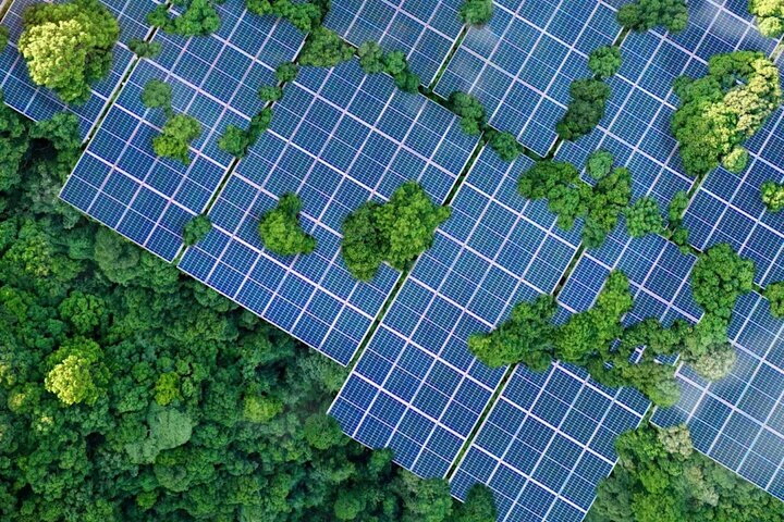 درختان خورشیدی، راهکاری نوین برای تولید برق پاک در جنگل‎ها