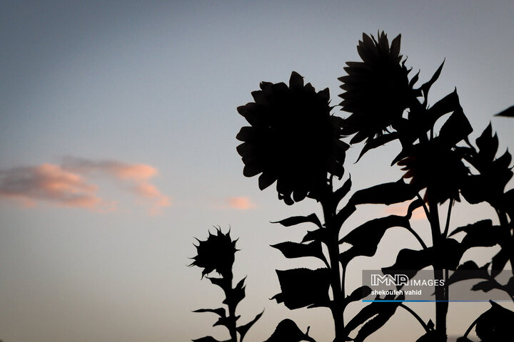 عکس مزرعه گل آفتابگردان