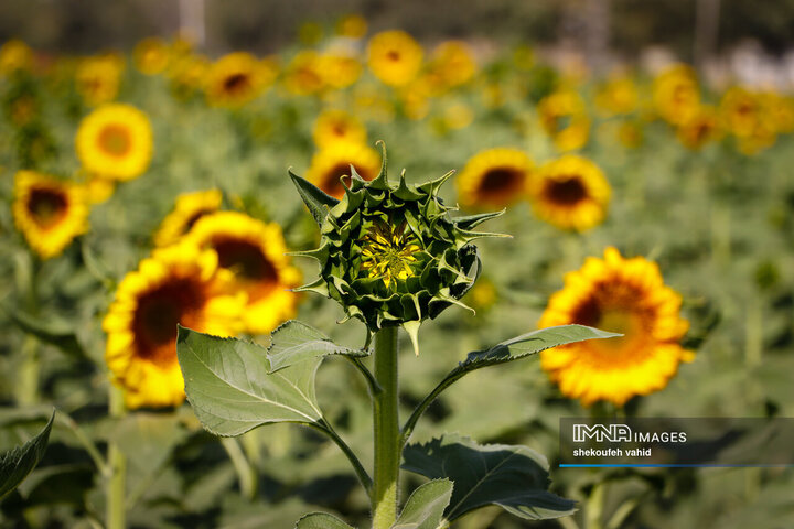 عکس مزرعه گل آفتابگردان