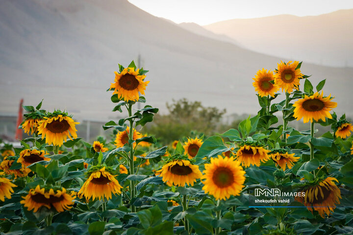 عکس مزرعه گل آفتابگردان
