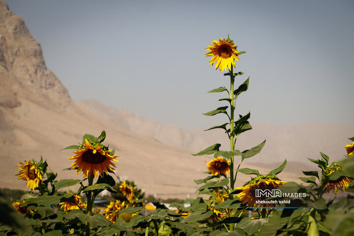 عکس مزرعه گل آفتابگردان