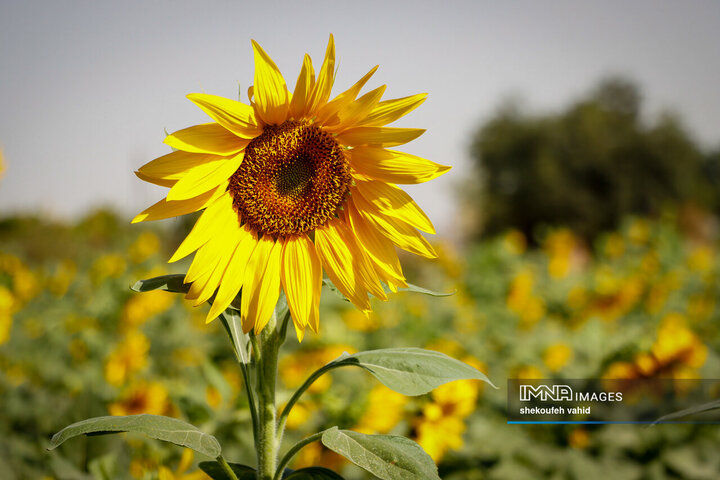 عکس مزرعه گل آفتابگردان