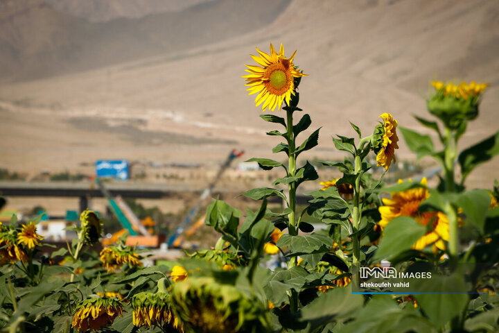 عکس مزرعه گل آفتابگردان