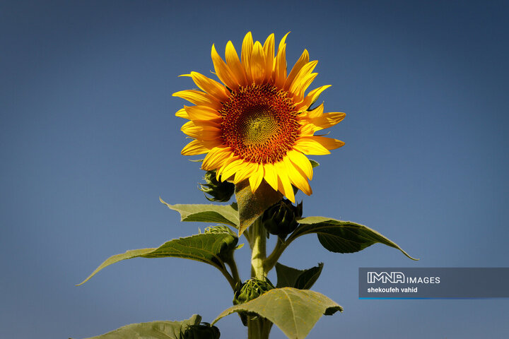 عکس مزرعه گل آفتابگردان