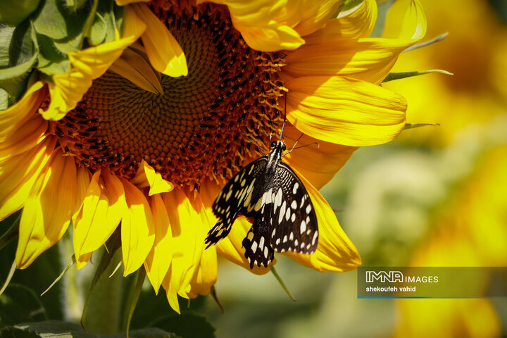 عکس مزرعه گل آفتابگردان