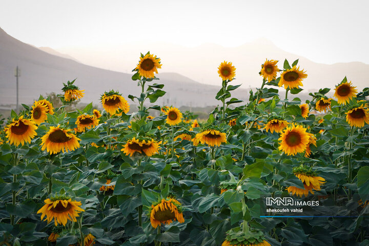 عکس مزرعه گل آفتابگردان