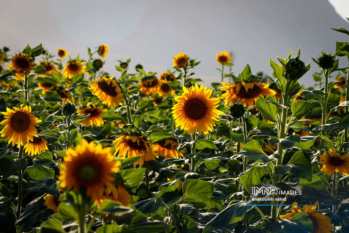 عکس مزرعه گل آفتابگردان