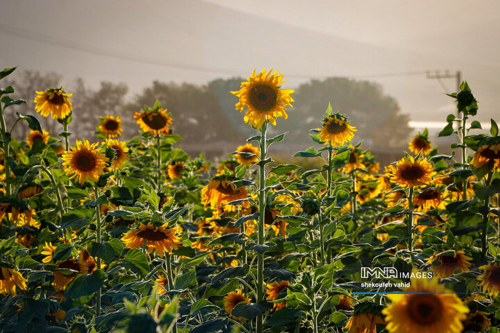 عکس مزرعه گل آفتابگردان