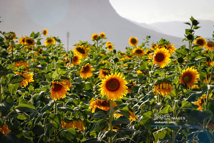 عکس مزرعه گل آفتابگردان