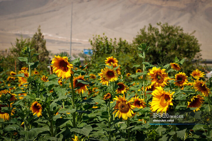 عکس مزرعه گل آفتابگردان