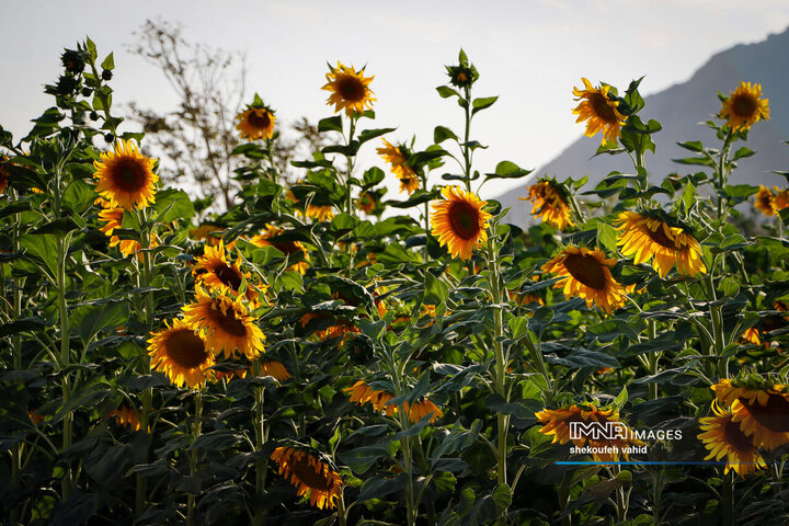 عکس مزرعه گل آفتابگردان