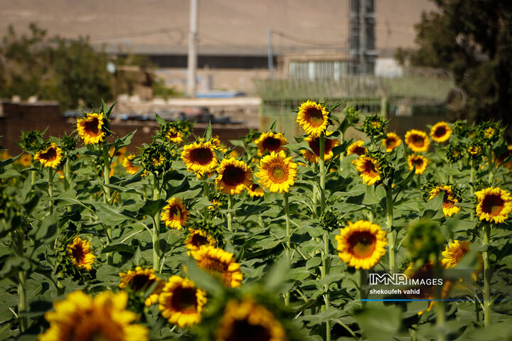 عکس مزرعه گل آفتابگردان