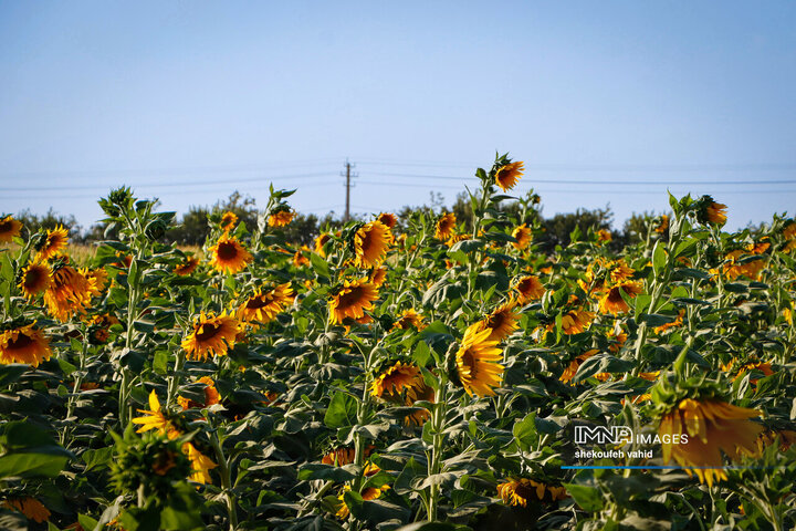 عکس مزرعه گل آفتابگردان