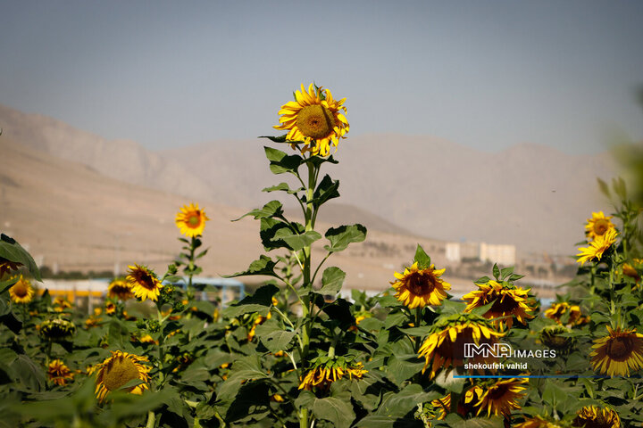 عکس مزرعه گل آفتابگردان