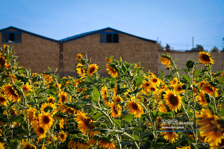 عکس مزرعه گل آفتابگردان