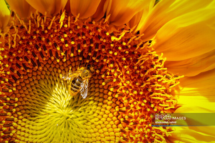 عکس مزرعه گل آفتابگردان