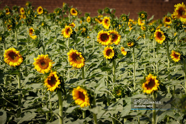 عکس مزرعه گل آفتابگردان