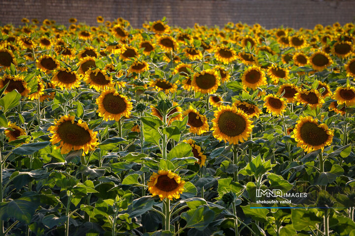 عکس مزرعه گل آفتابگردان