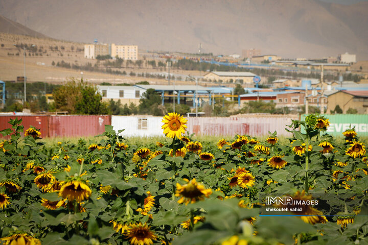 عکس مزرعه گل آفتابگردان