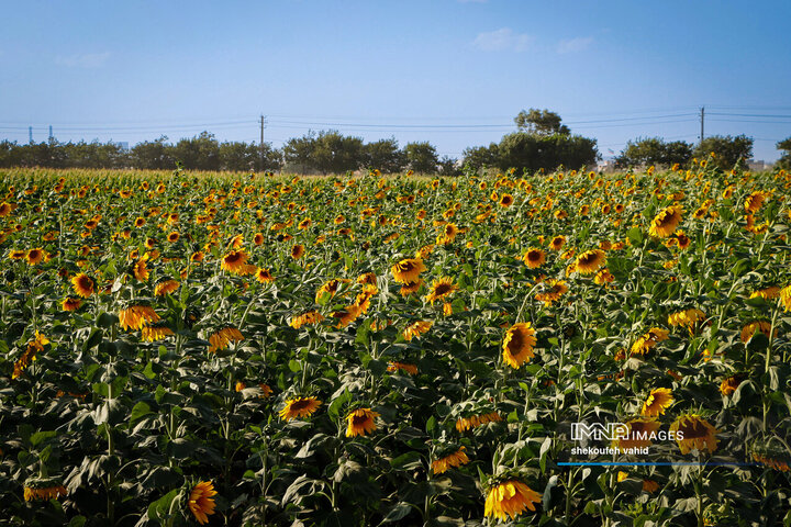 عکس مزرعه گل آفتابگردان