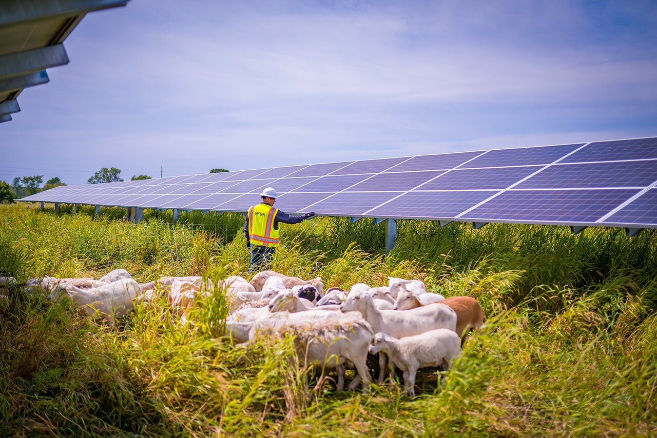 آینده روشن پیوند انرژی تجدیدپذیر و کشاورزی شهری با اگریولتاییک