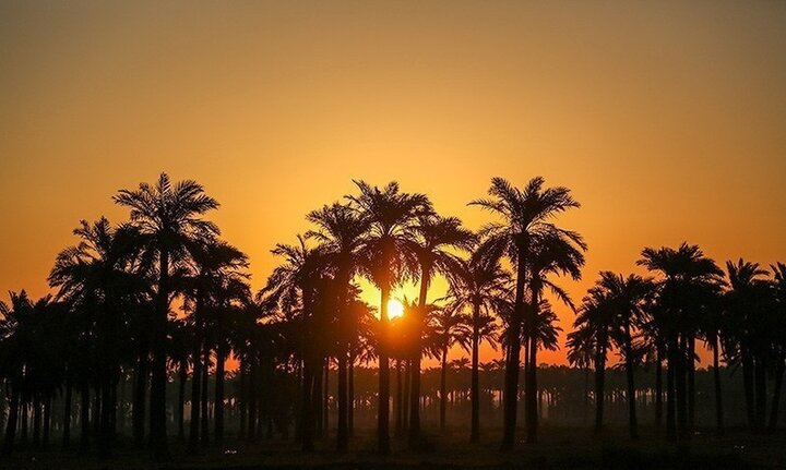 نخل‌های ایستاده در خون