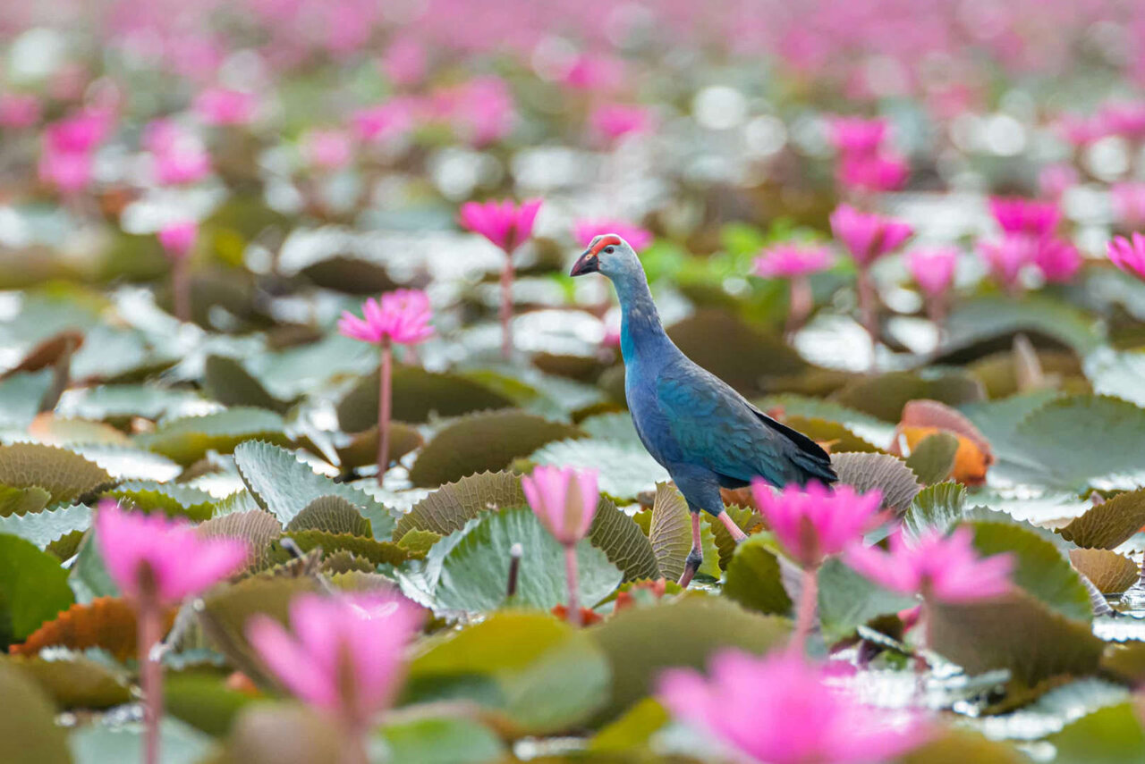 شگفتانگیزترین تالابهای جهان + تصاویر