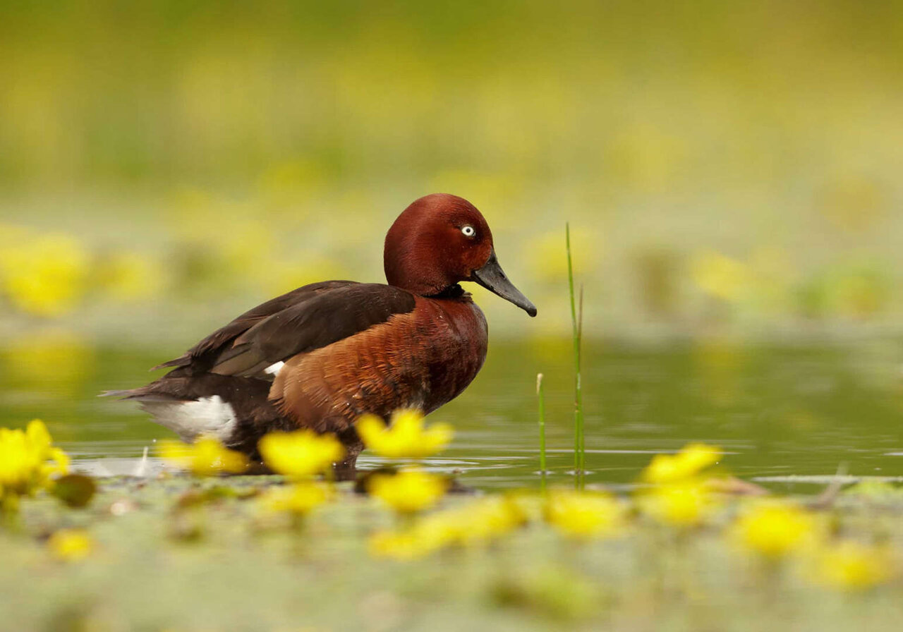 شگفتانگیزترین تالابهای جهان + تصاویر