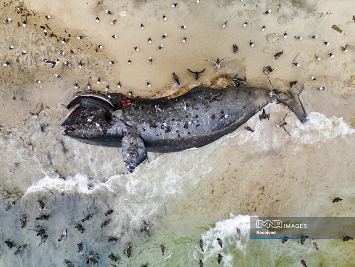 عکس‌های منتخب جایزه عکاسی پهپاد 2025