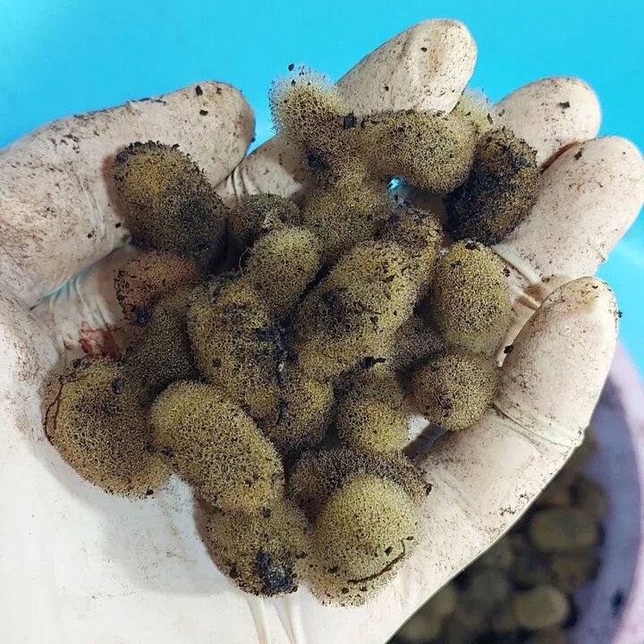 تولید ۲۰ هزار پیله زالو برای نخستین‌بار در اردبیل