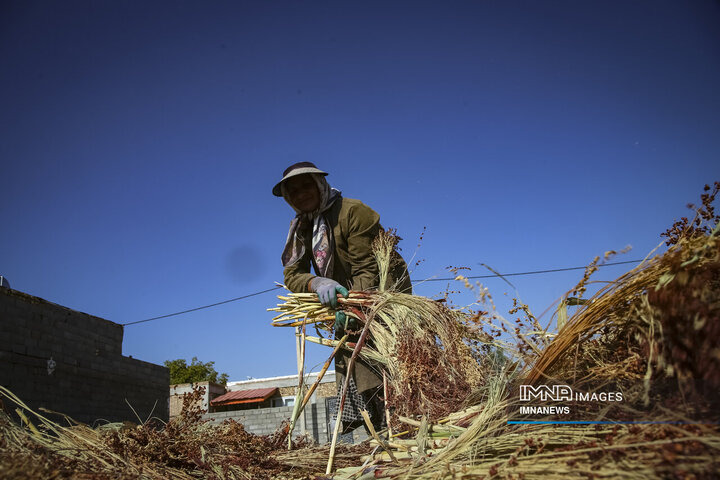از ارزن تا جارو؛ روایت یک هنر کهن در خراسان شمالی