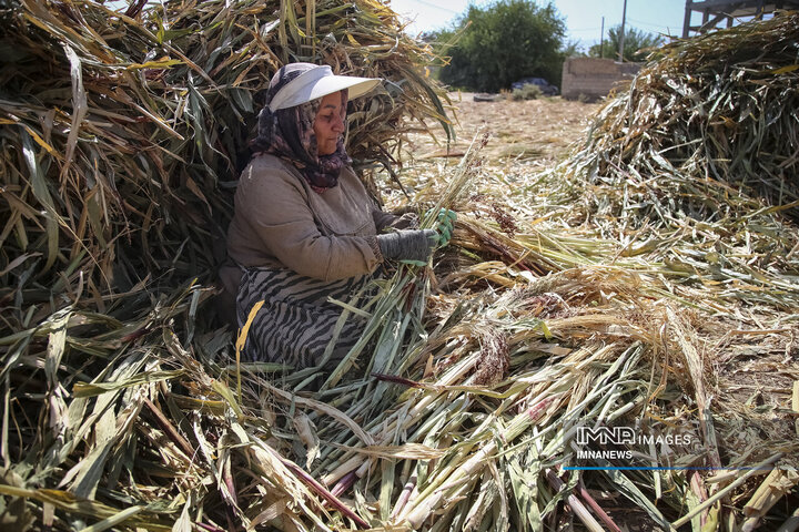 از ارزن تا جارو؛ روایت یک هنر کهن در خراسان شمالی