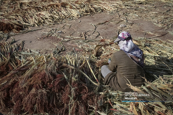 از ارزن تا جارو؛ روایت یک هنر کهن در خراسان شمالی