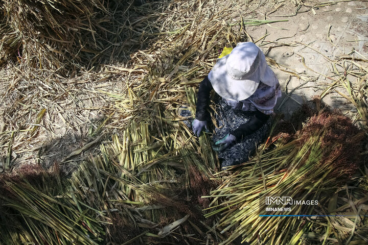 از ارزن تا جارو؛ روایت یک هنر کهن در خراسان شمالی